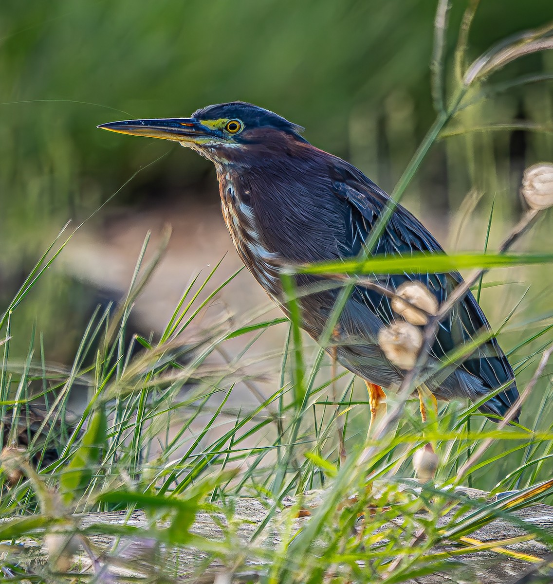 Green Heron - ML623855326