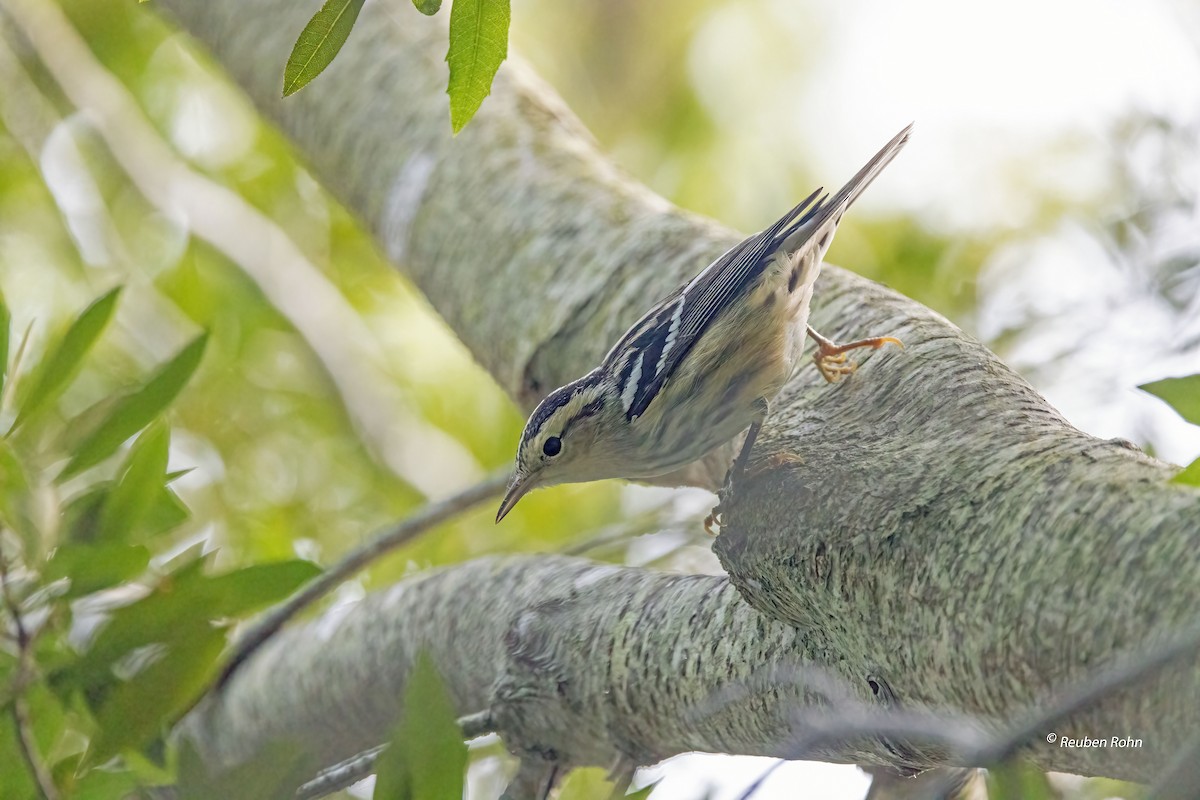 Пісняр строкатий - ML623855354