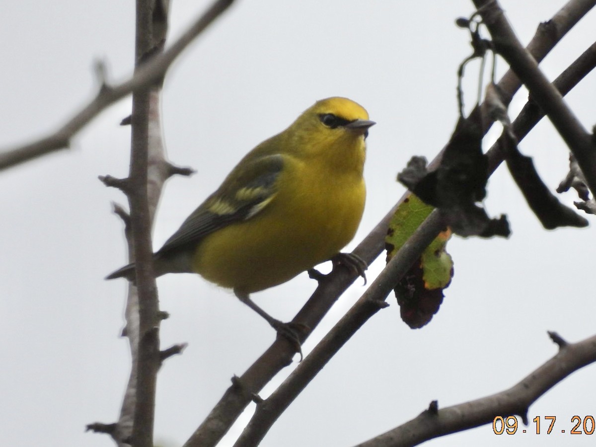 Blauflügel-Waldsänger - ML623855364