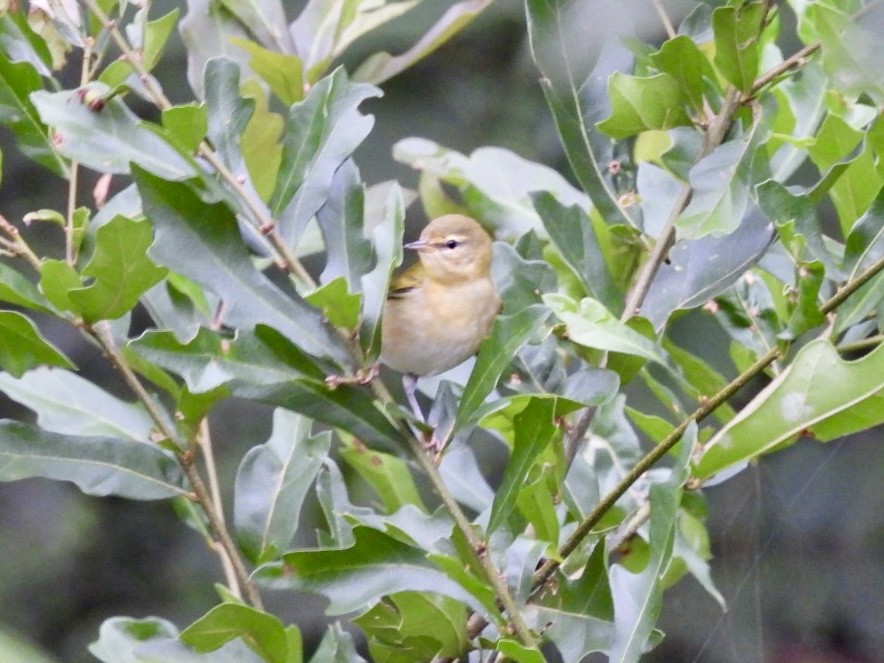 Tennessee Warbler - Matt Rivers