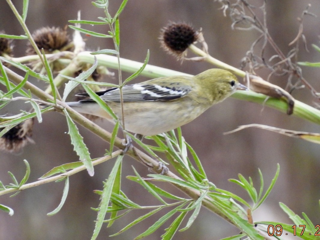 Braunkehl-Waldsänger - ML623855377