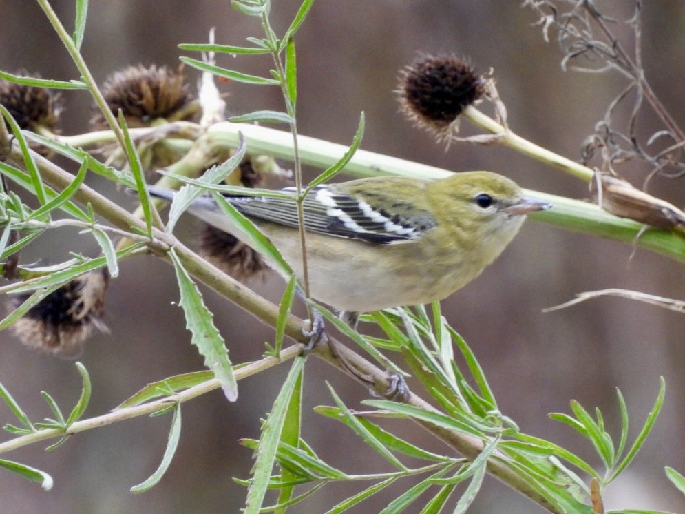 Braunkehl-Waldsänger - ML623855378