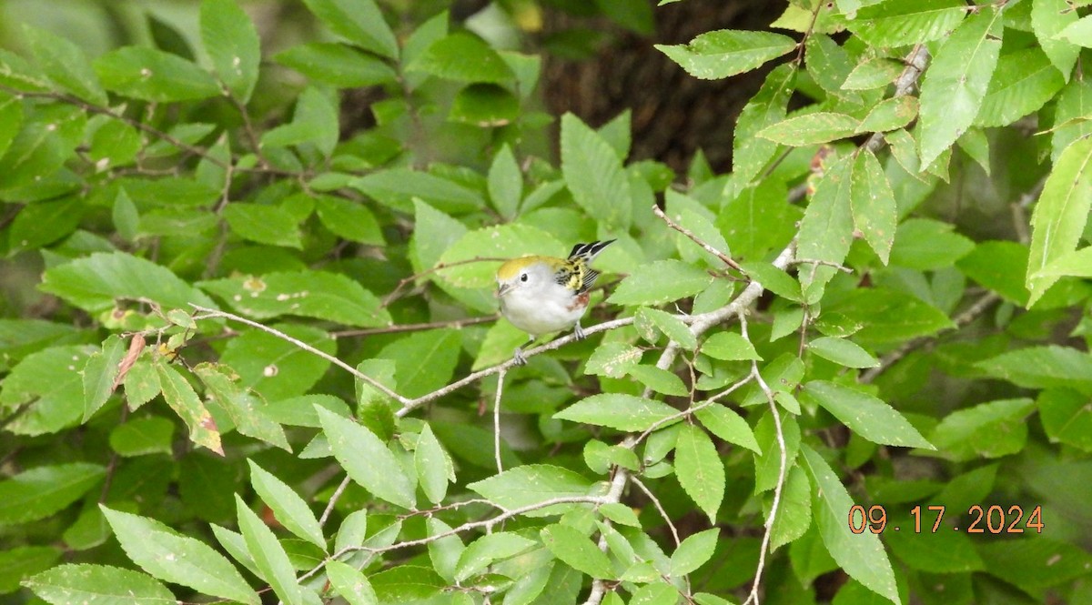 Chestnut-sided Warbler - Matt Rivers