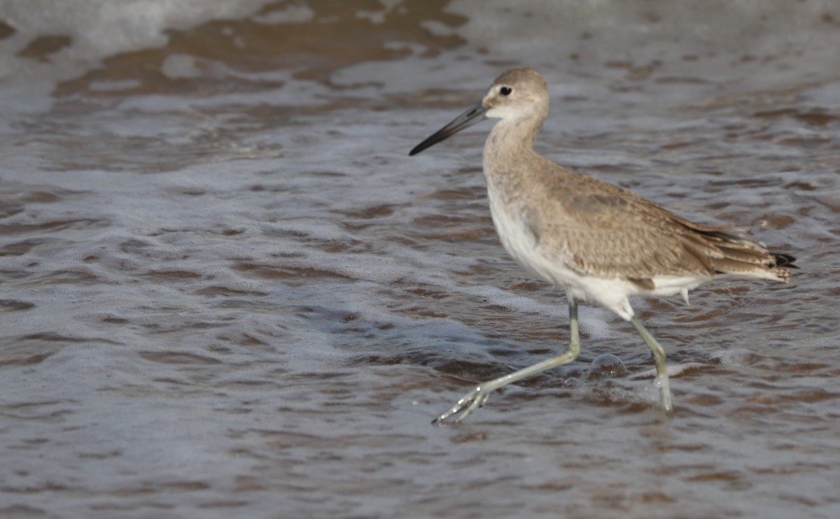 Willet (Western) - ML623855416