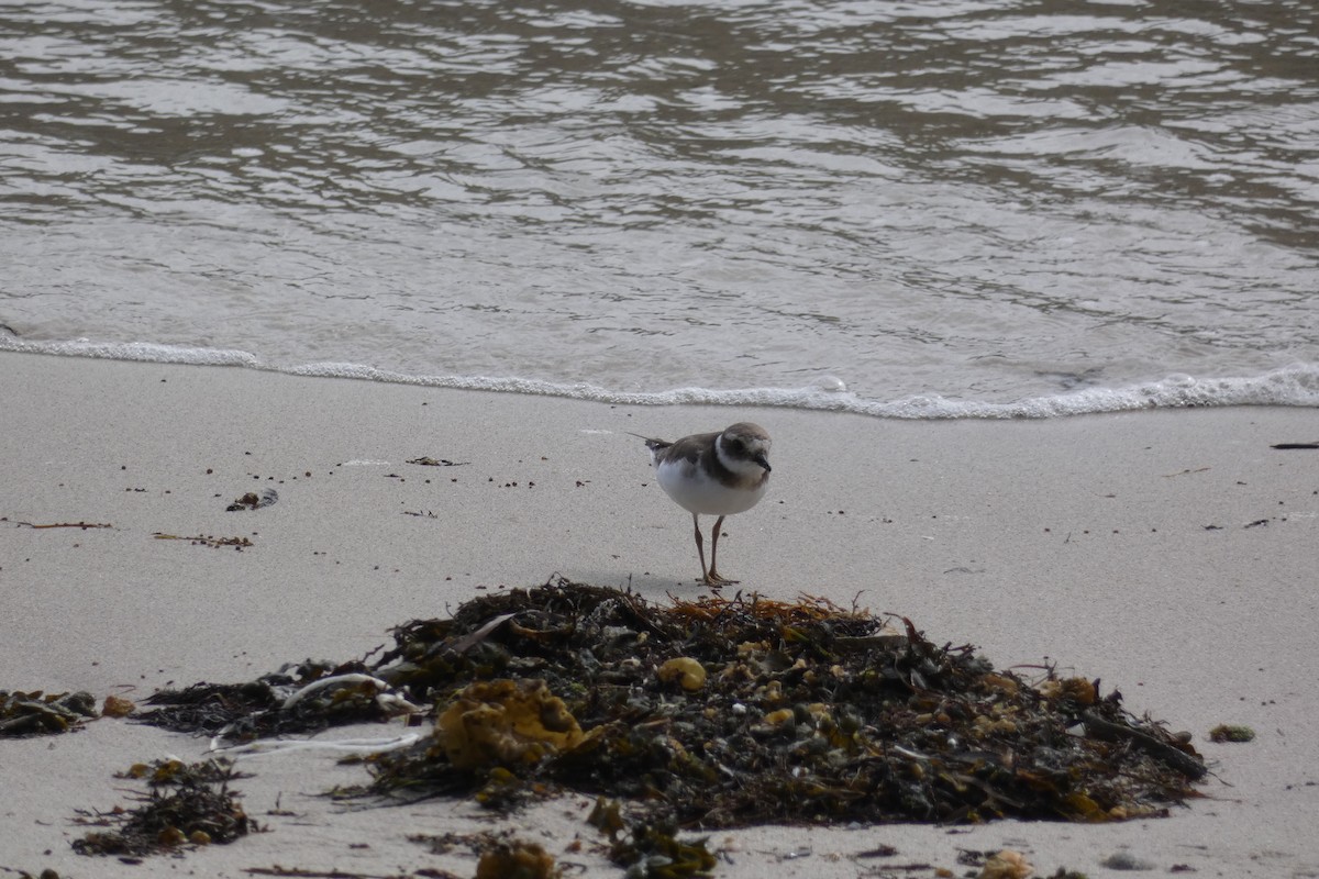 Common Ringed Plover - ML623855441