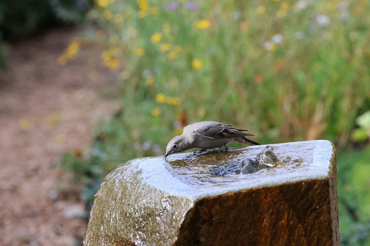 Townsend's Solitaire - ML623855459