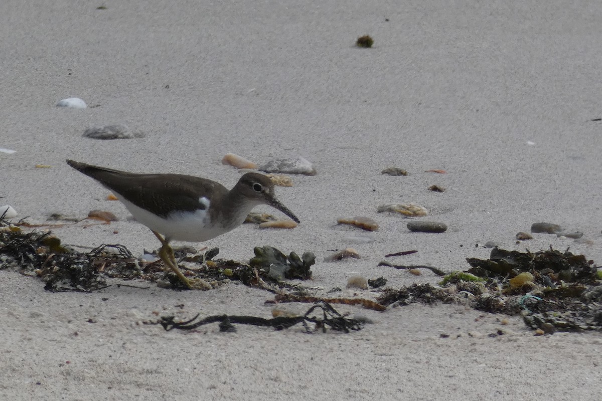 Common Sandpiper - Rober Martin