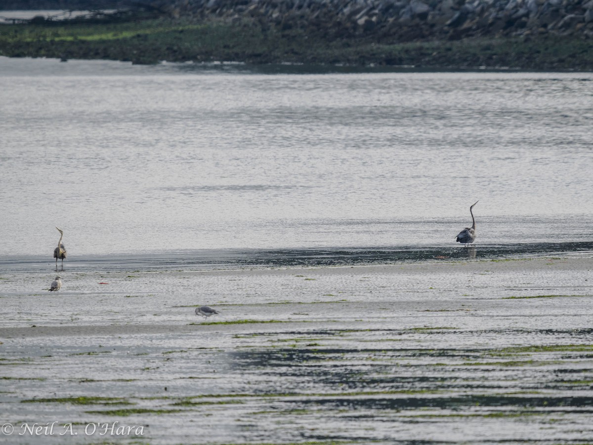 Great Blue Heron - Neil O'Hara