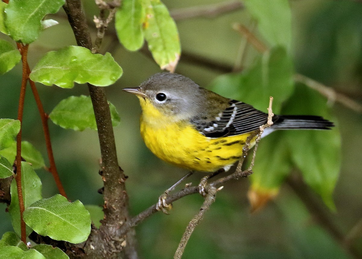 Magnolia Warbler - ML623855534