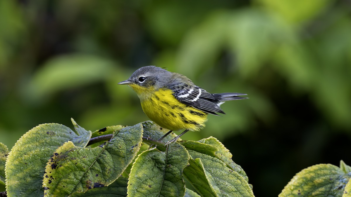 Magnolia Warbler - ML623855549