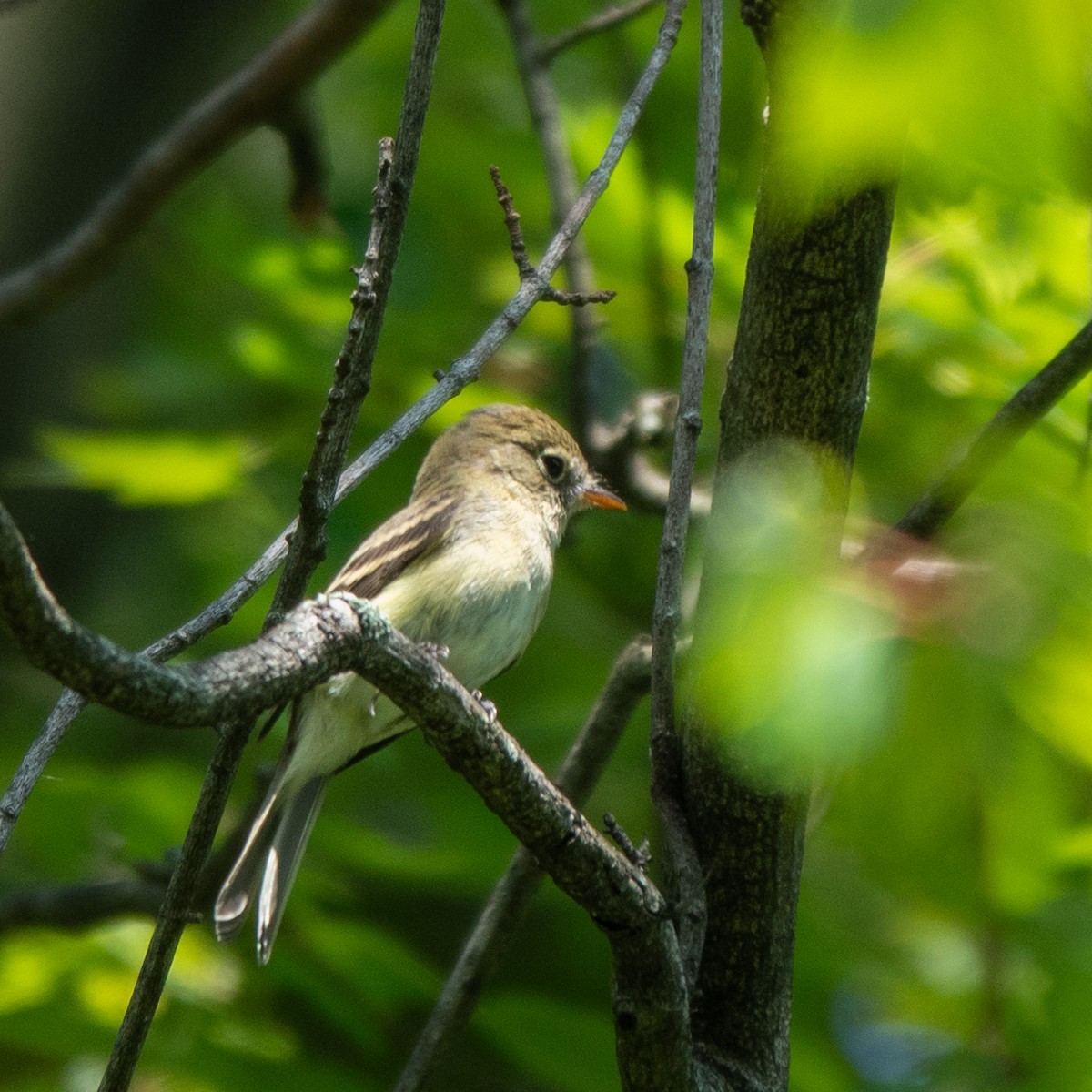 Least Flycatcher - Anonymous