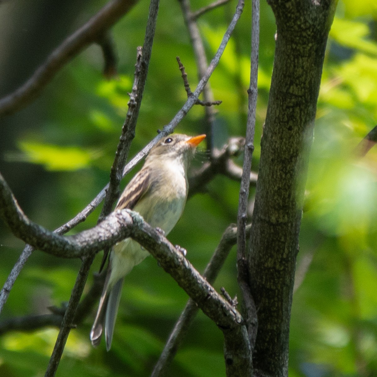 Least Flycatcher - ML623855604