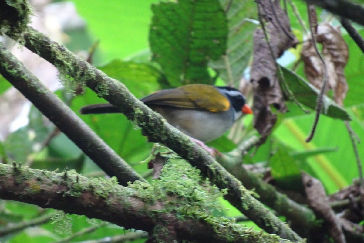 Orange-billed Sparrow - ML623855665