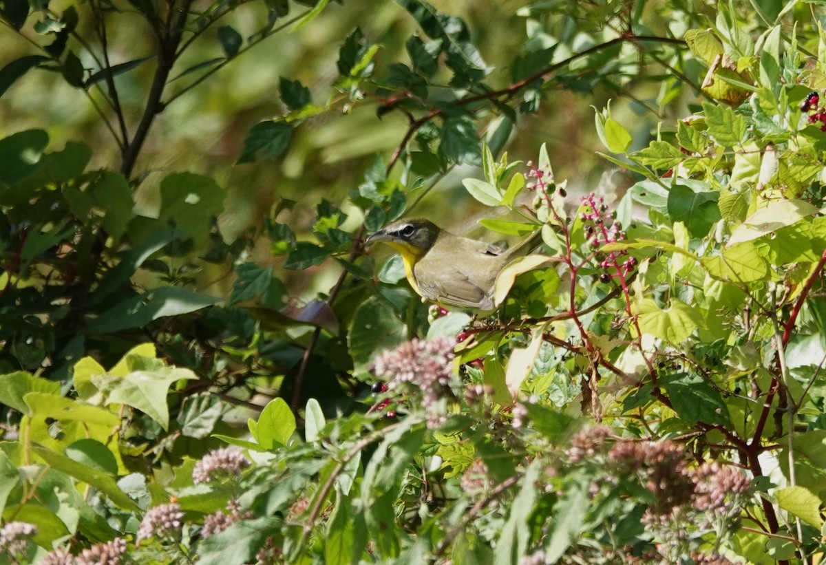 Yellow-breasted Chat - ML623855713