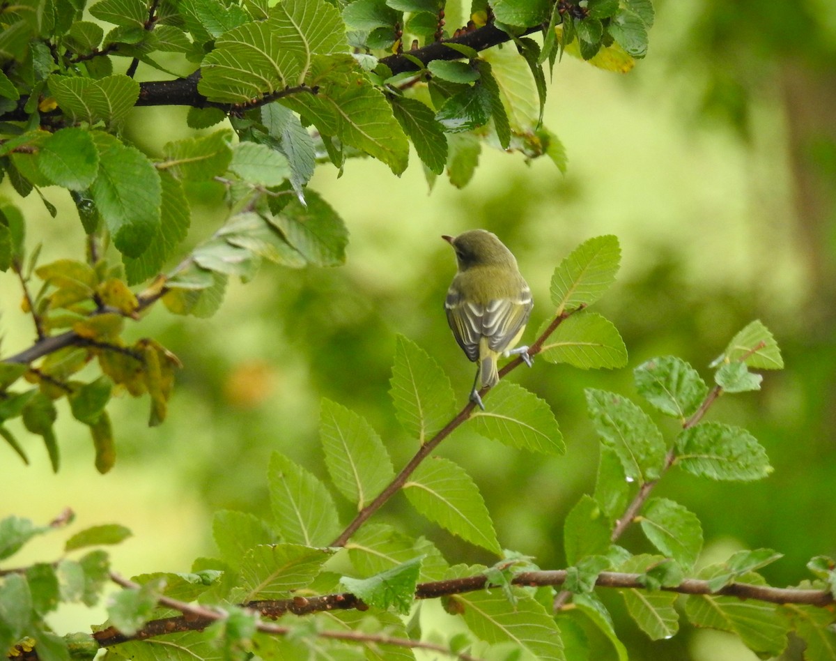 Bell's Vireo - ML623855731