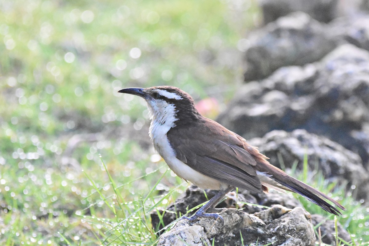 Bicolored Wren - Marcelo Cuadrado