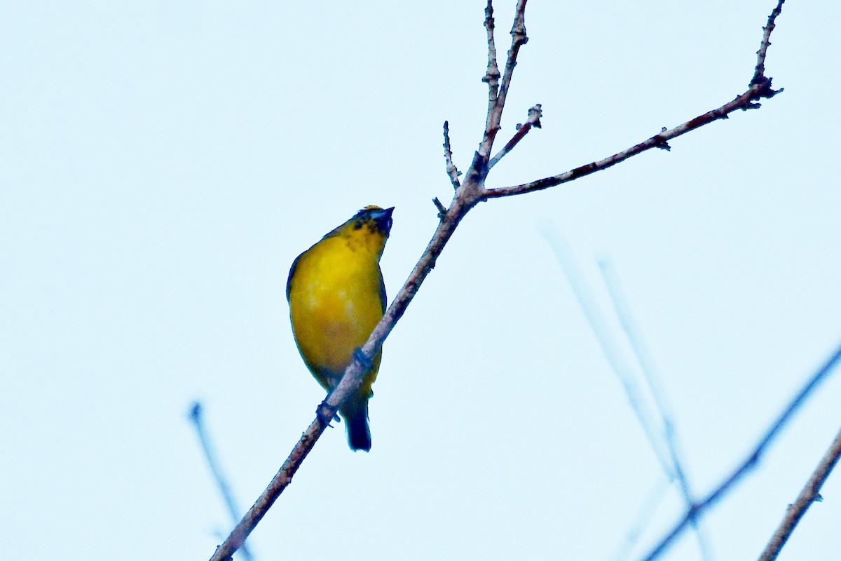 Thick-billed Euphonia - Marcelo Cuadrado