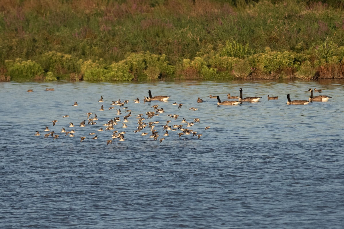 Semipalmated Sandpiper - ML623855807
