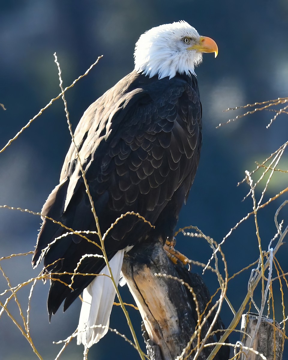 Bald Eagle - ML623855849