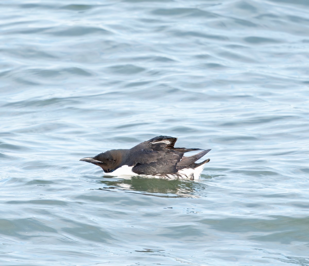 Thick-billed Murre - Julie Schneider