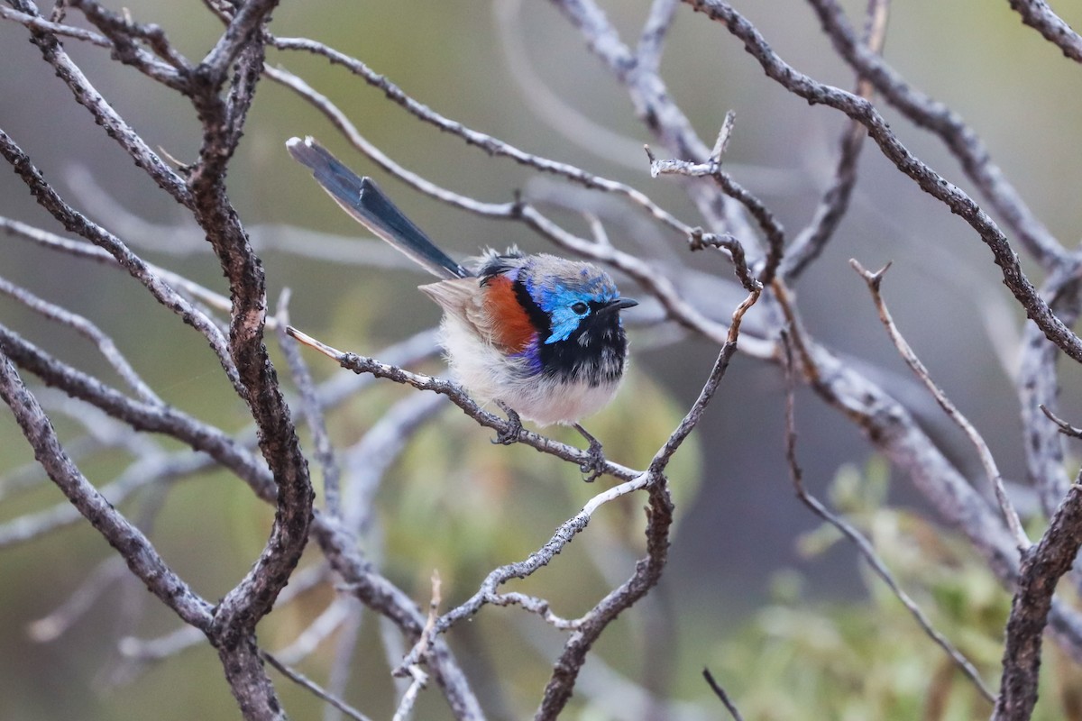 Purple-backed Fairywren - ML623855902