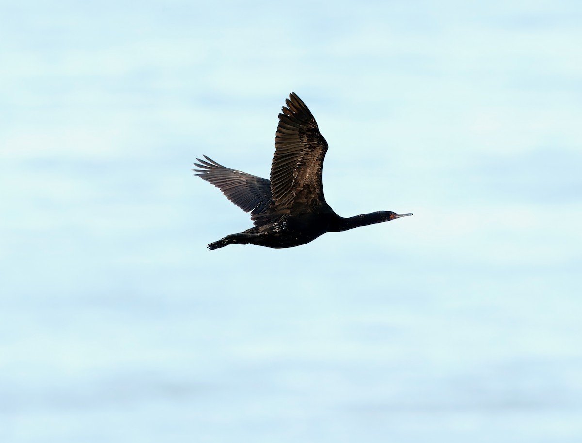 Pelagic Cormorant - ML623855905