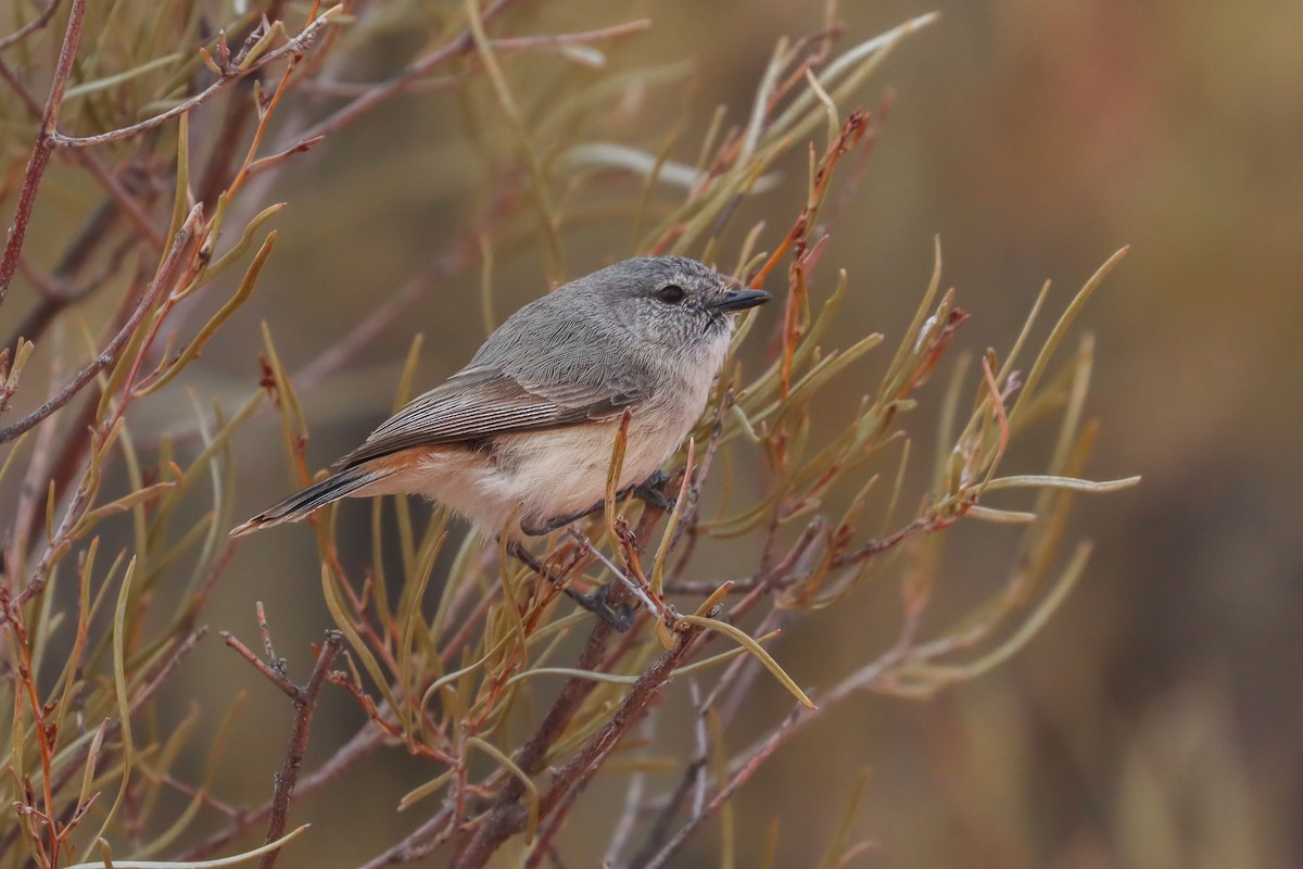 Slaty-backed Thornbill - ML623855906