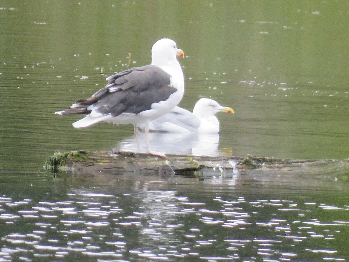 Gaviota Argéntea Americana - ML623855924