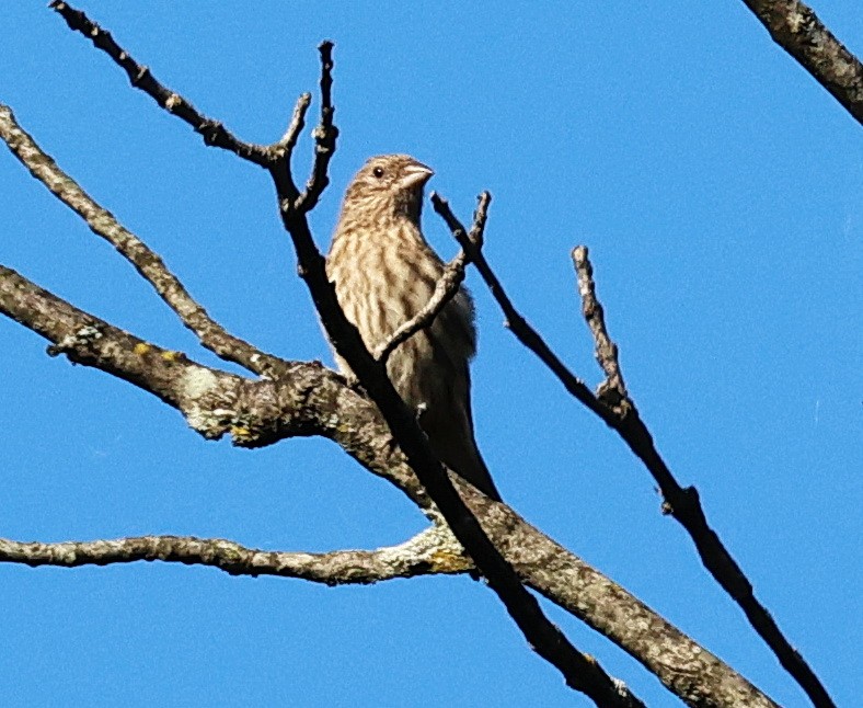 House Finch - ML623855962