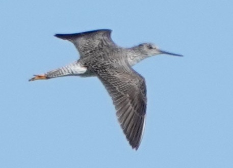 Greater Yellowlegs - ML623855966