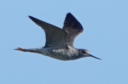 Greater Yellowlegs - ML623855969