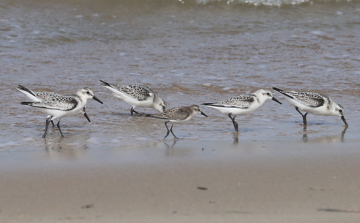 Semipalmated Sandpiper - Rob Bielawski