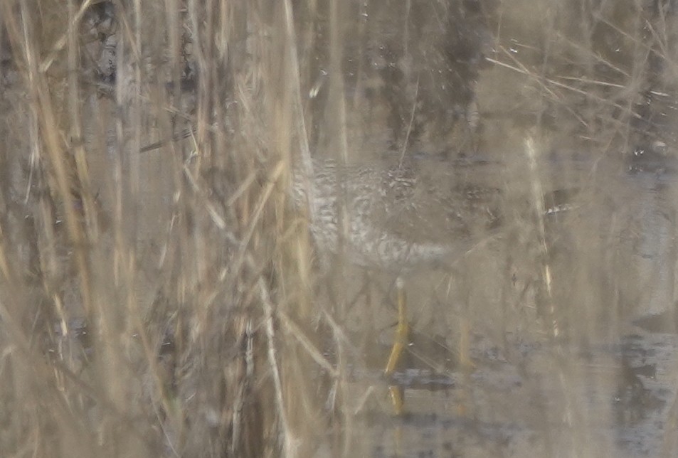 Greater Yellowlegs - ML623855972