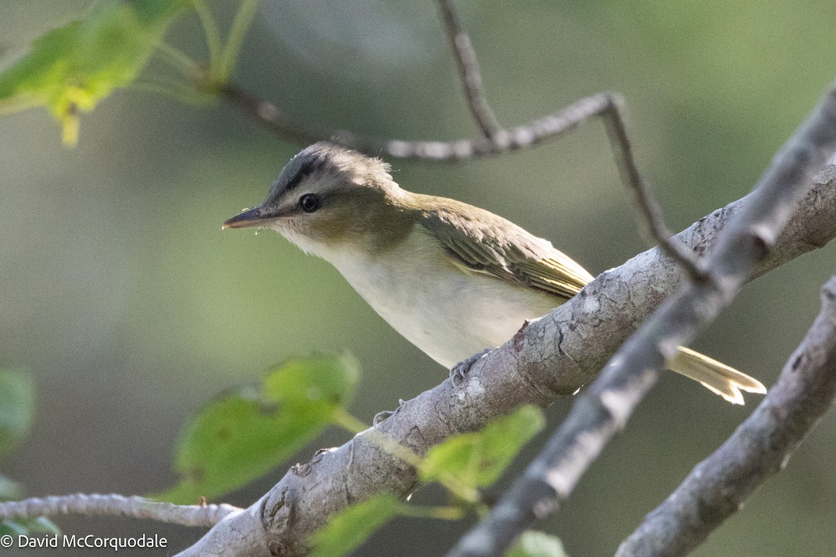 Red-eyed Vireo - ML623855999