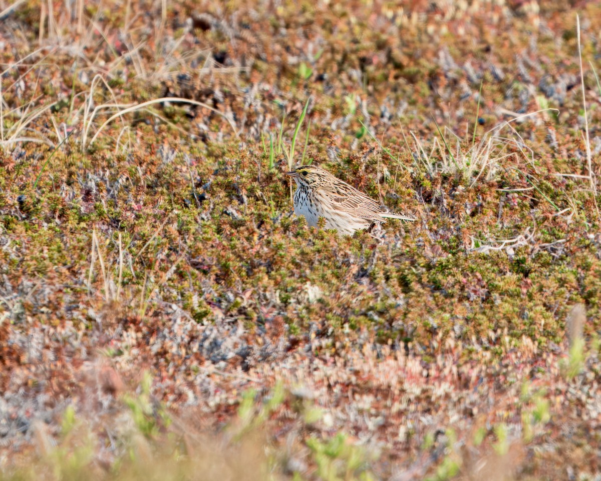 Savannah Sparrow - Julie Schneider