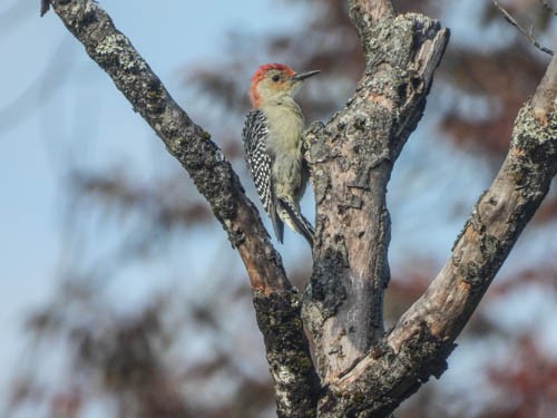 Red-bellied Woodpecker - ML623856063