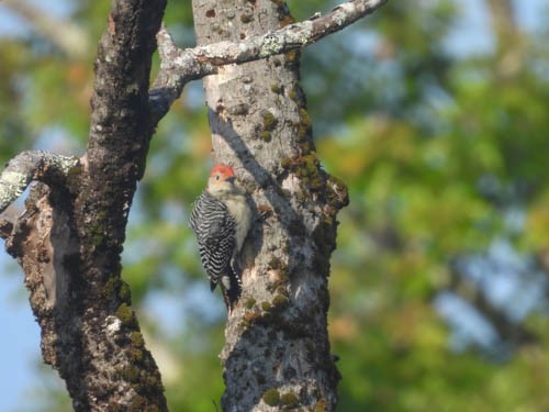 Red-bellied Woodpecker - ML623856064