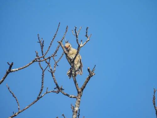 Red-bellied Woodpecker - ML623856065