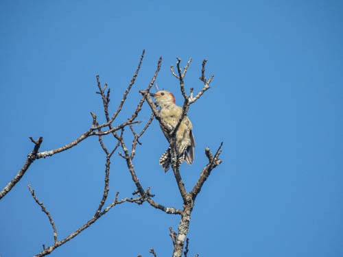 Red-bellied Woodpecker - ML623856066