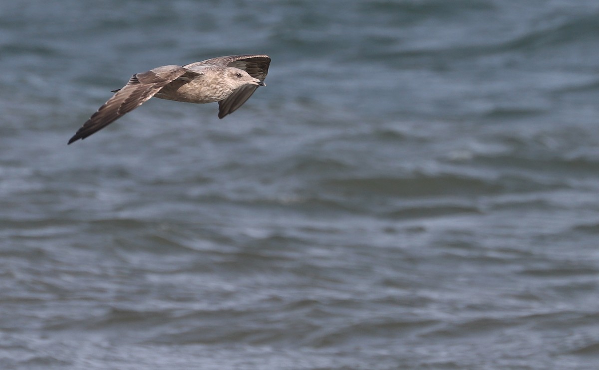 Gaviota Argéntea (americana) - ML623856076