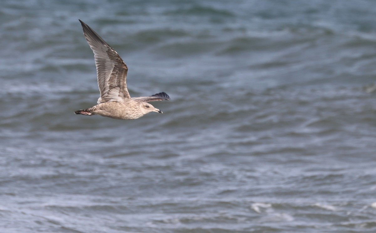 Gaviota Argéntea (americana) - ML623856087