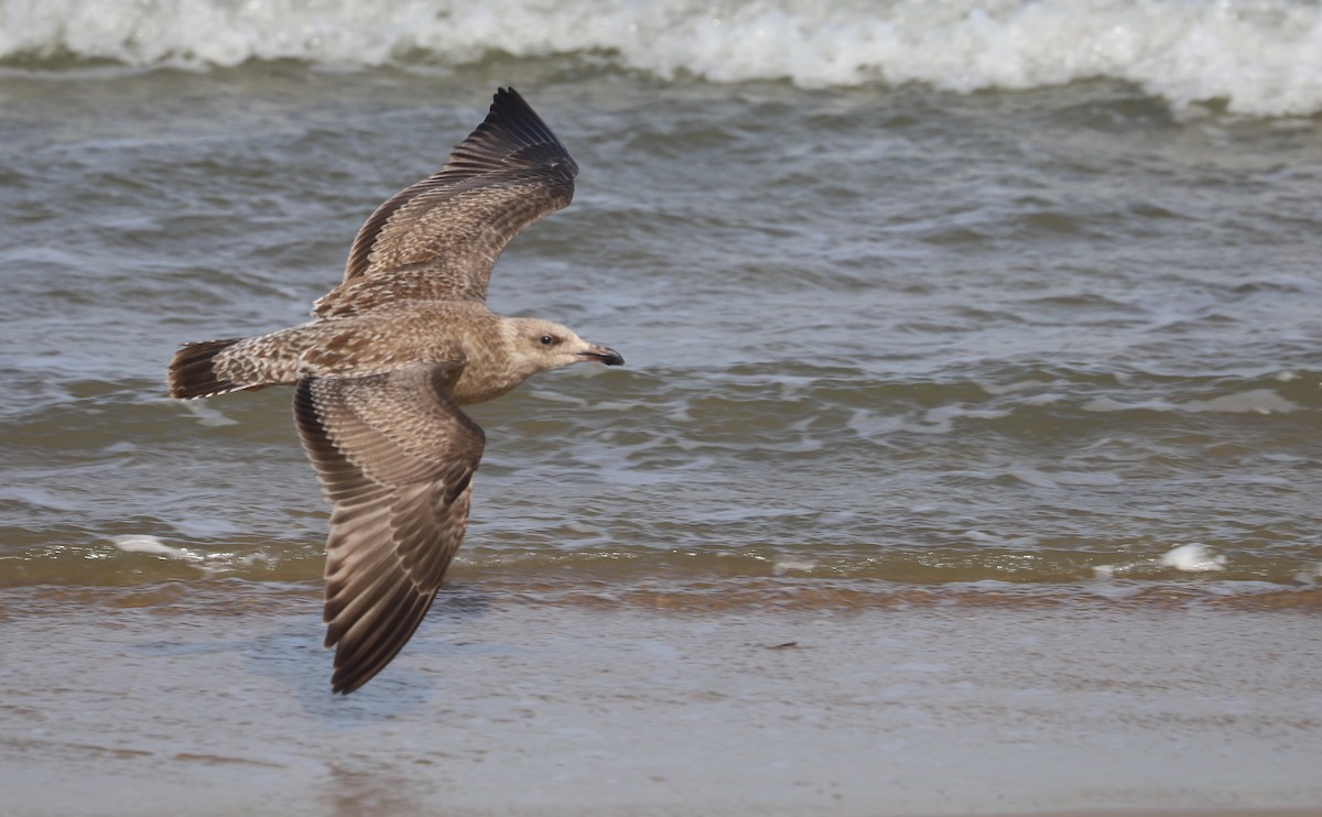 Gaviota Argéntea (americana) - ML623856095