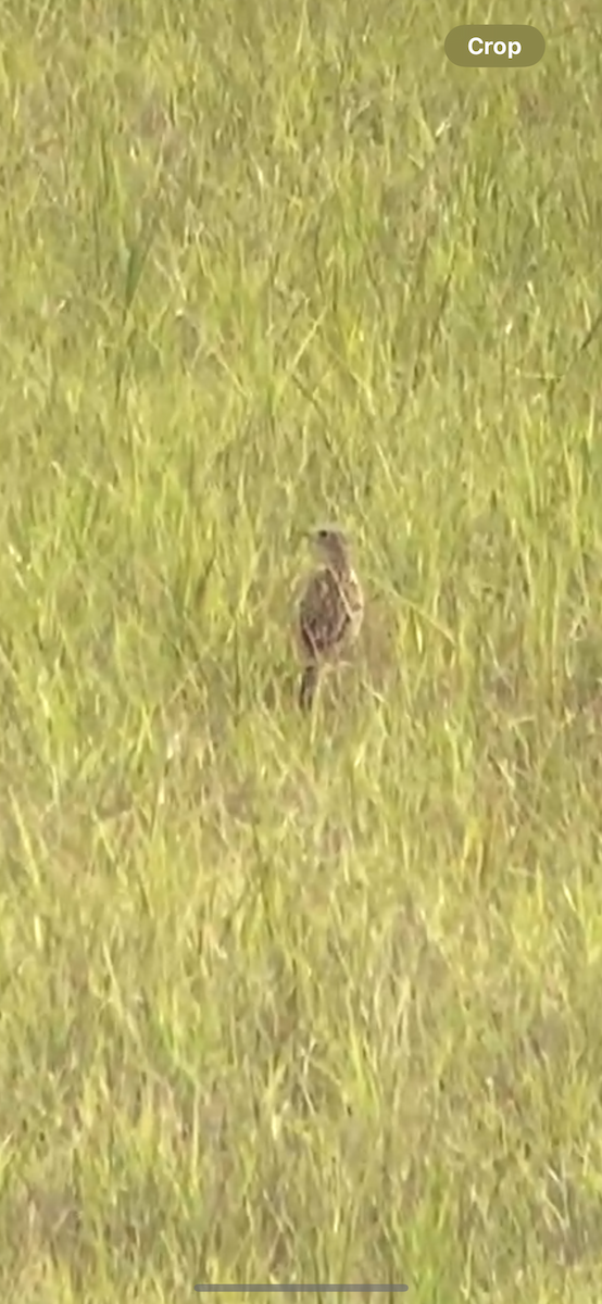 Sprague's Pipit - Jacob Bagley