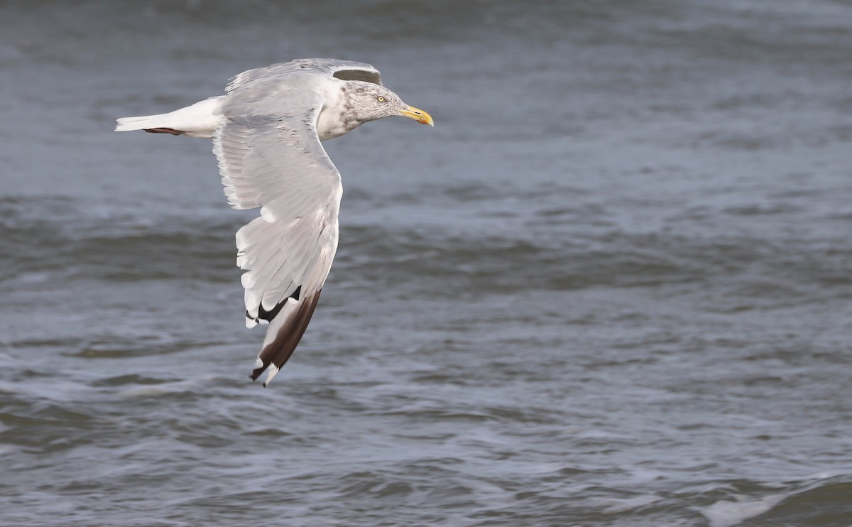 Gaviota Argéntea (americana) - ML623856115