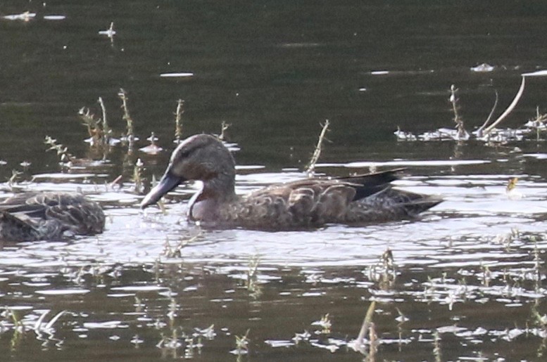 Blue-winged/Cinnamon Teal - ML623856118