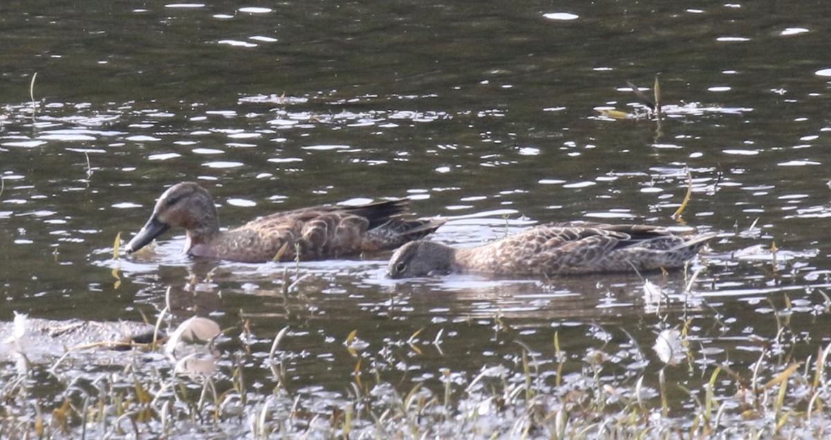 Blue-winged/Cinnamon Teal - ML623856119