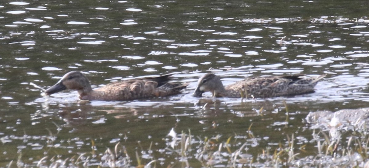 Blue-winged/Cinnamon Teal - ML623856120