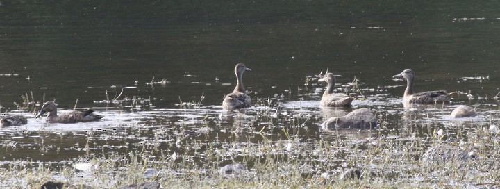 Blue-winged/Cinnamon Teal - ML623856121