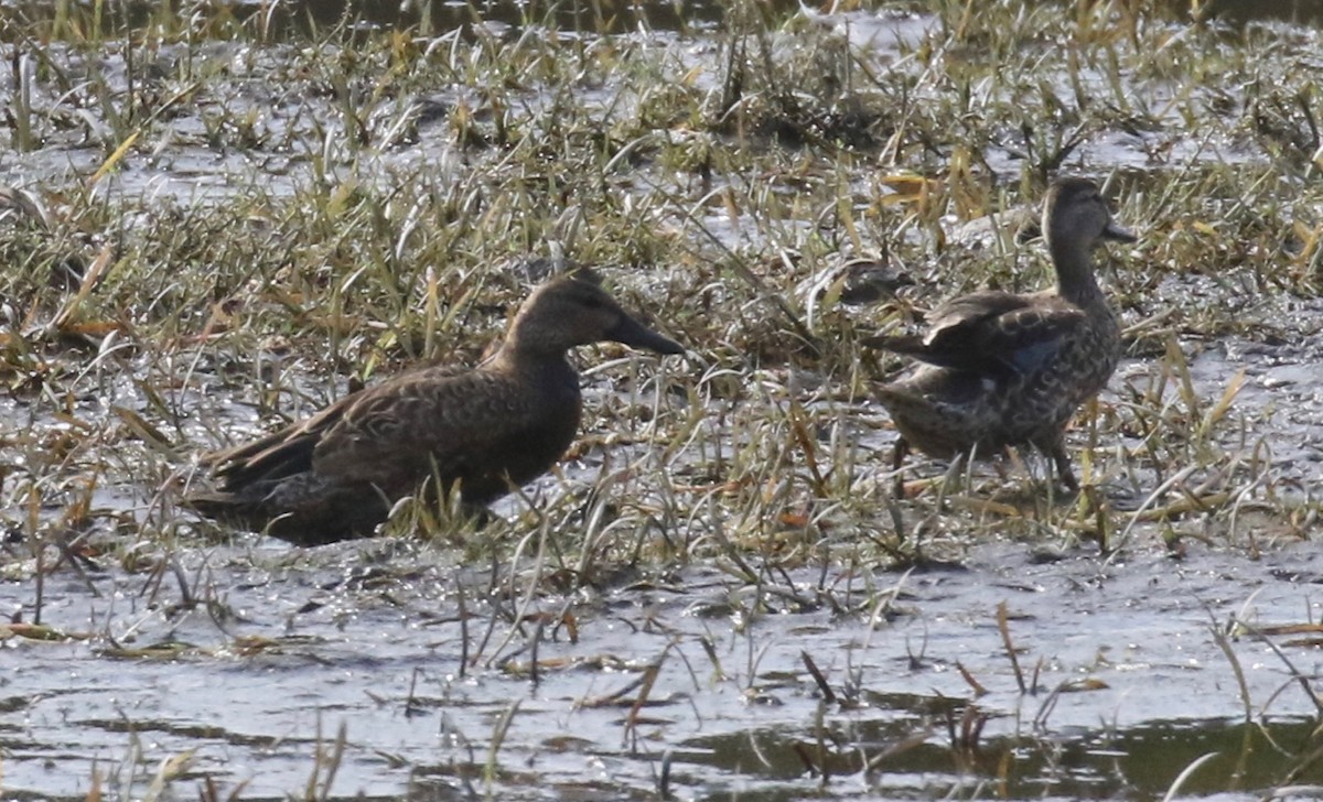 Blue-winged/Cinnamon Teal - ML623856122