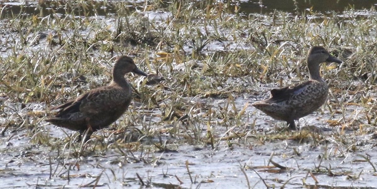 Blue-winged/Cinnamon Teal - ML623856123